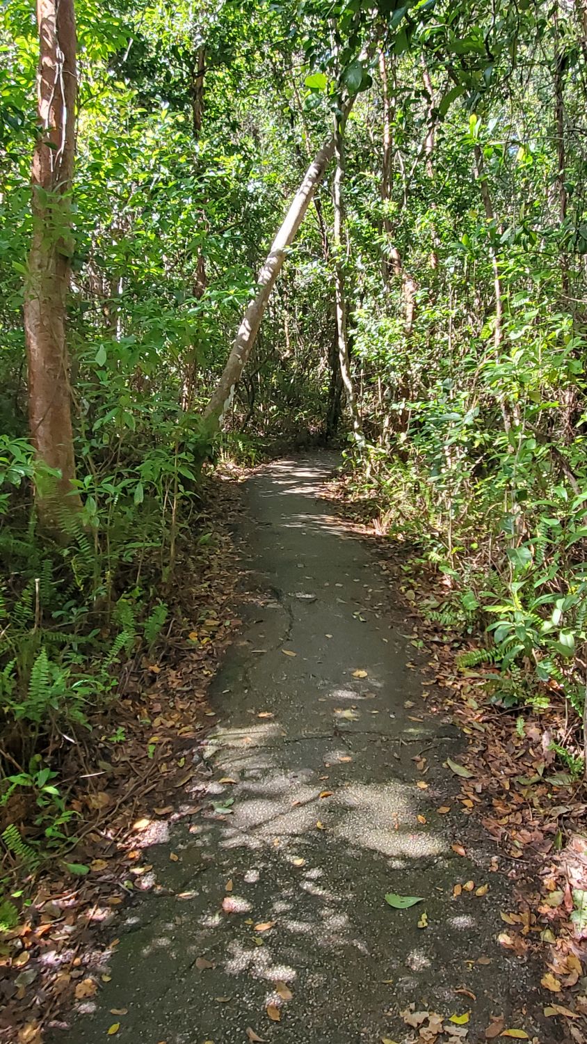 Gumbo Limbo Trail 